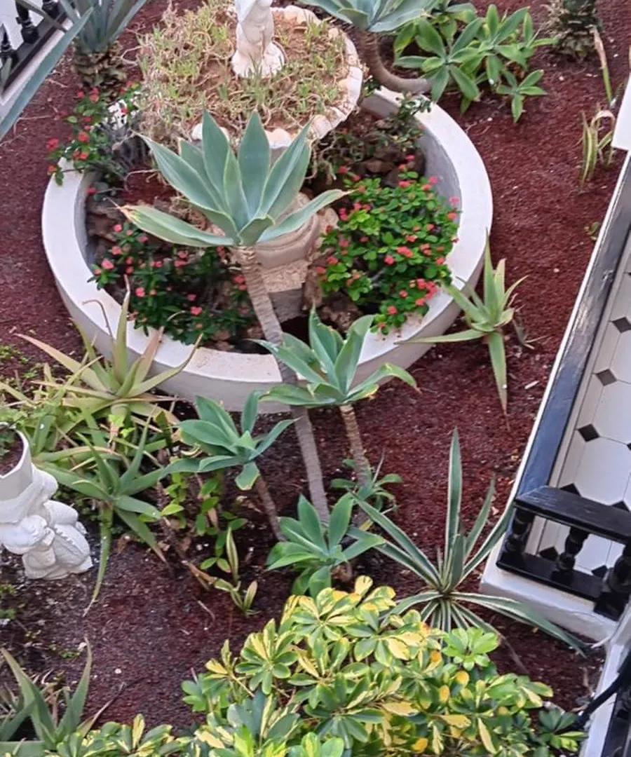 Marezia Apartman Corralejo Spanyolország